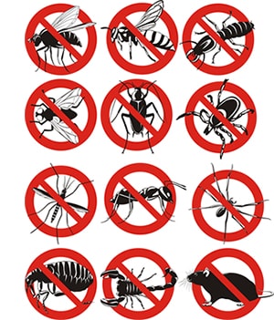 obtener un precio de una empresa de exterminio que puede retiro los avispones de su hogar o negocio en Universal City Texas y ayudarle a prevenir futuras infestaciones